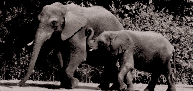 Elephants