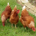 Chickens at Tranquilles