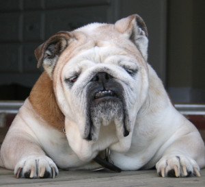 bulldog